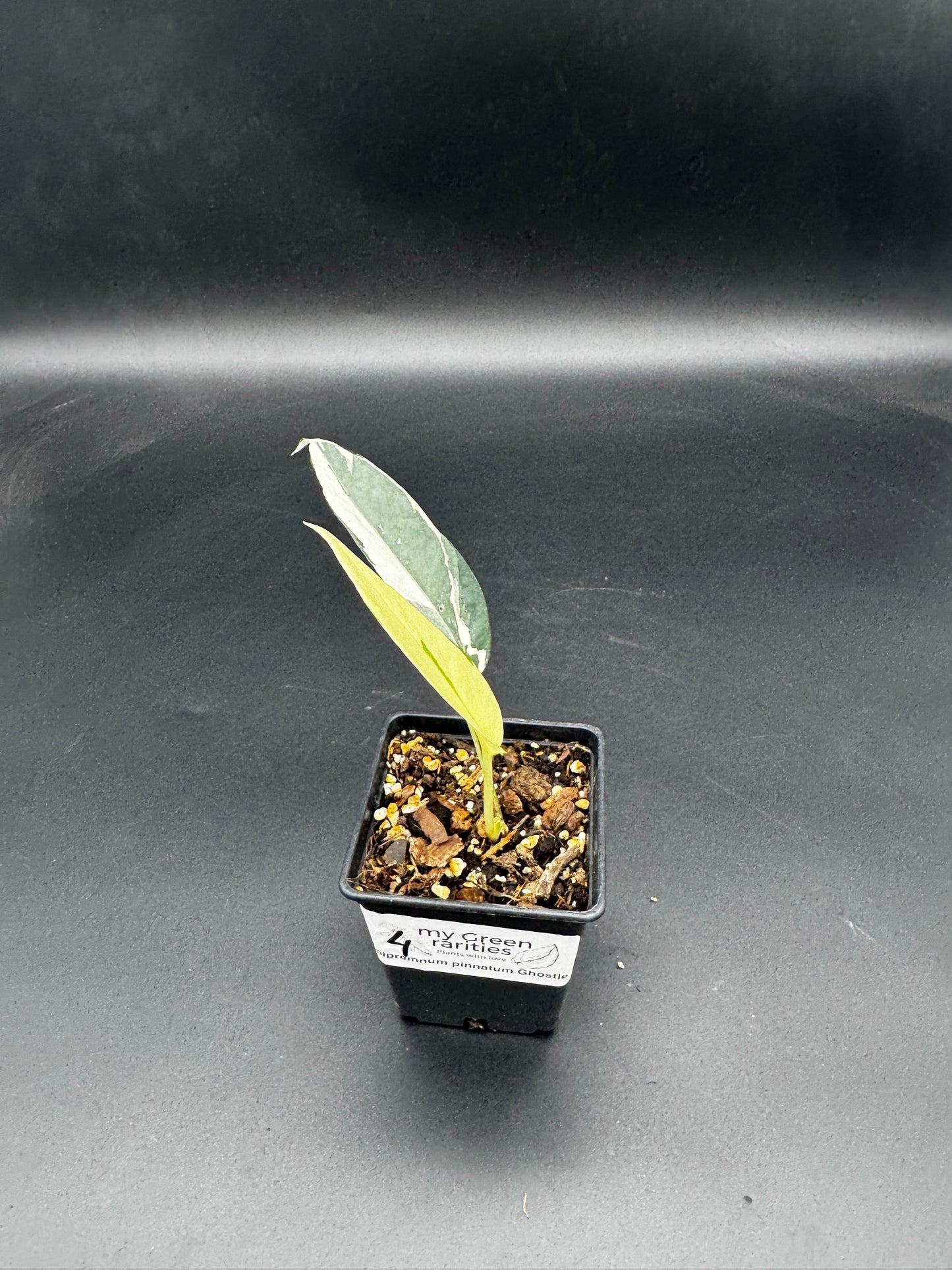 Epipremnum pinnatum Ghostie