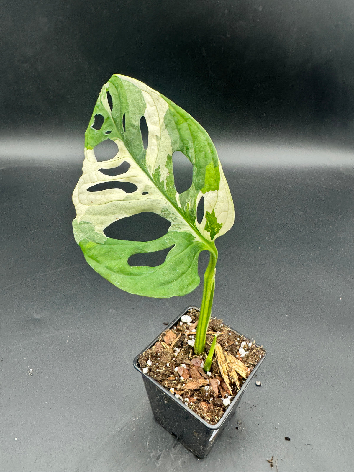 Monstera Adansonii albo variegata