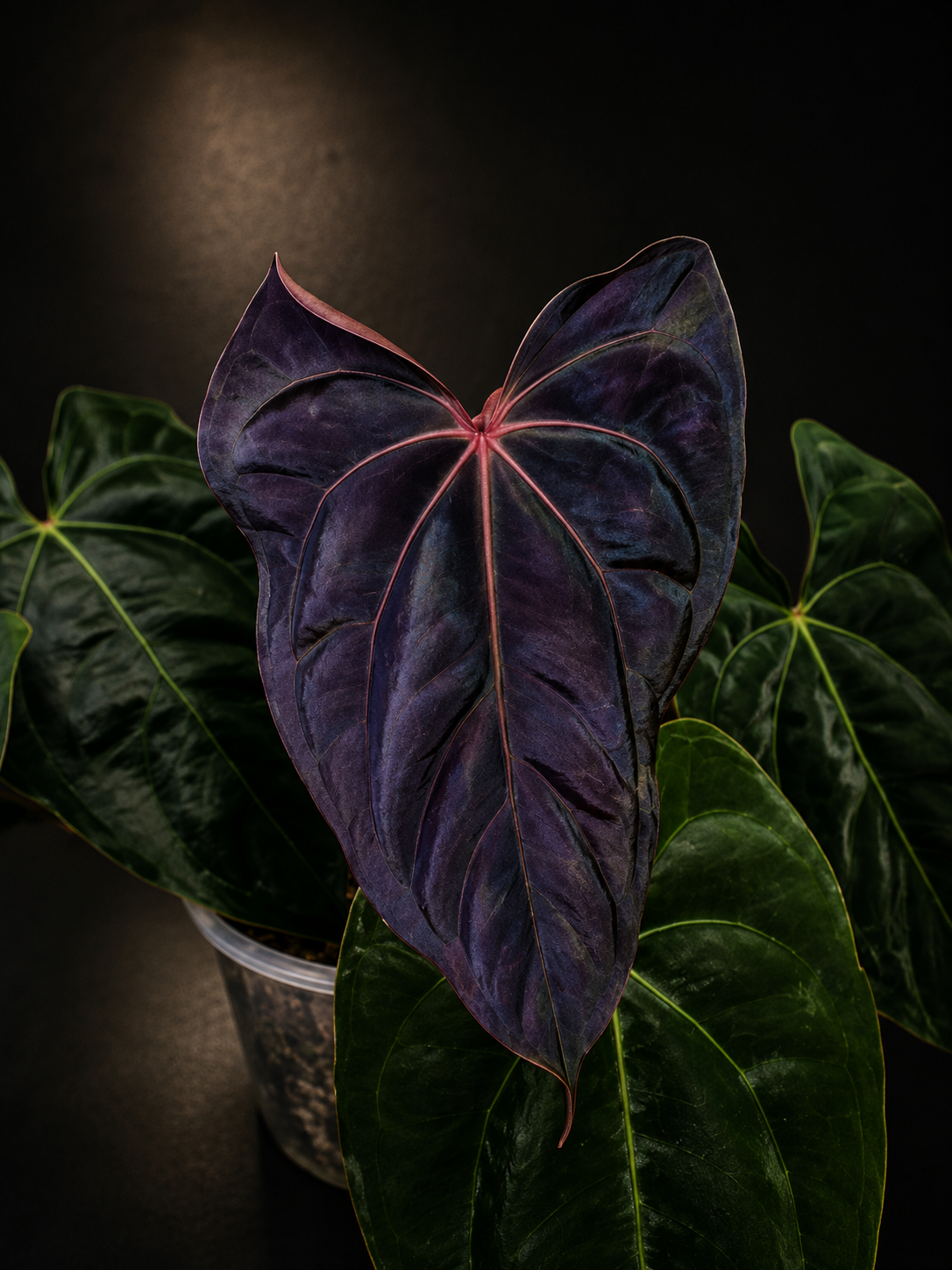 Anthurium Black Sweet mutated X CarlaxPapi Grimreaper seedlings