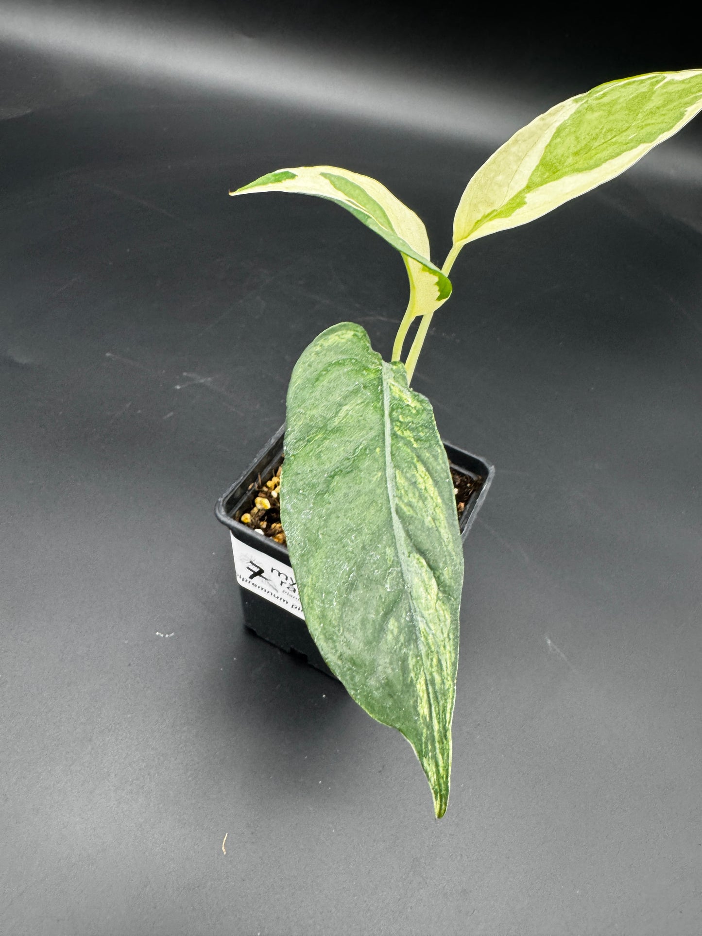 Epipremnum pinnatum Ghostie