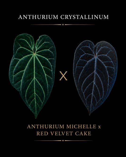 Anthurium Chrystallinum x Michelle x red velvet cake Seedling
