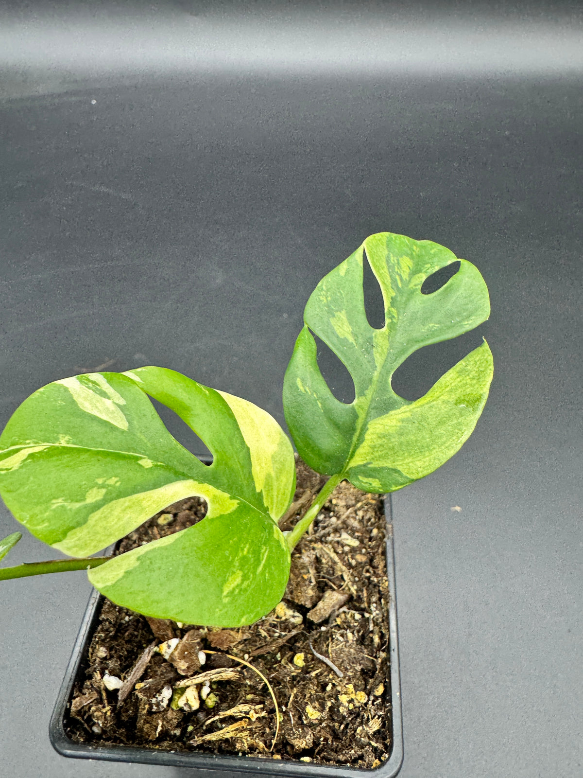 Rhaphidophora tetrasperma variegata
