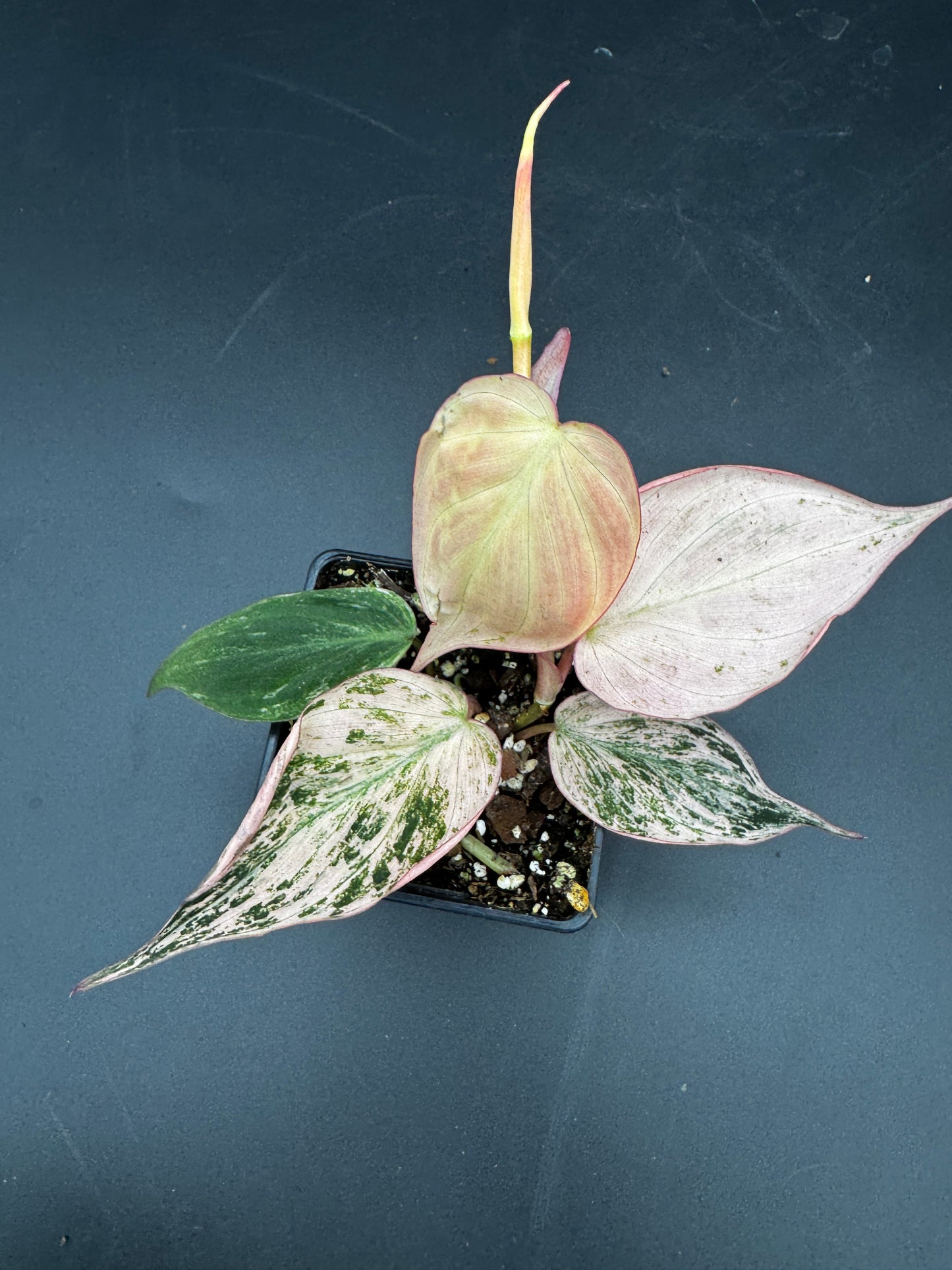 Philodendron micans pink marble variegata