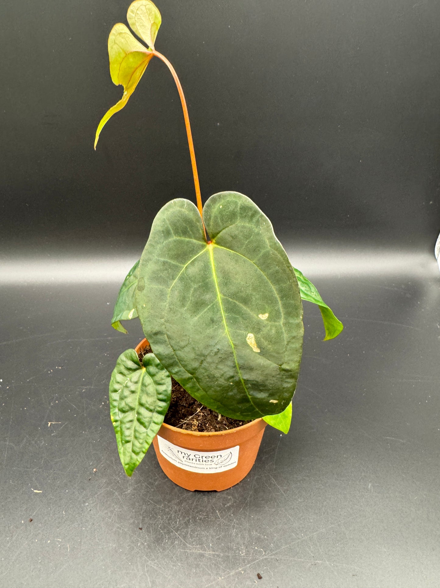Anthurium papillilaminum x King of Spades