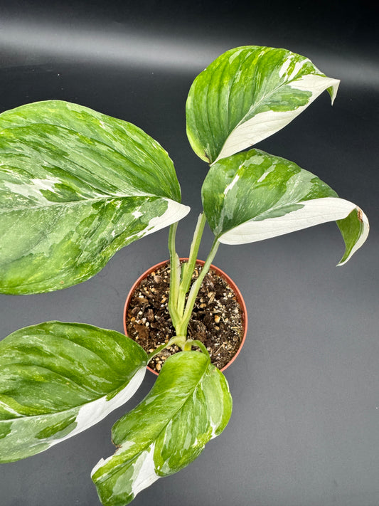 Monstera Lechleriana variegata