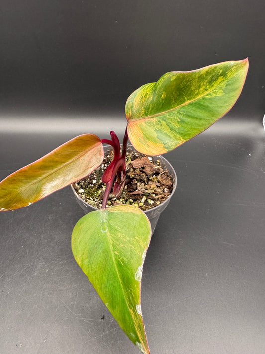 Philodendron strawberry Shake