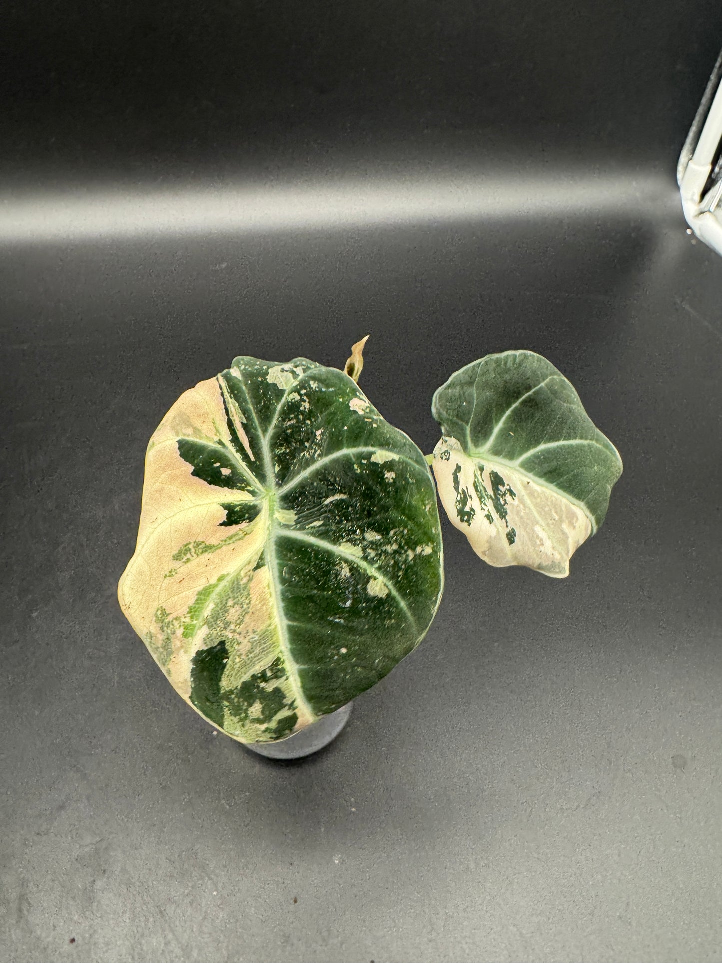 Alocasia black velvet pink variegata