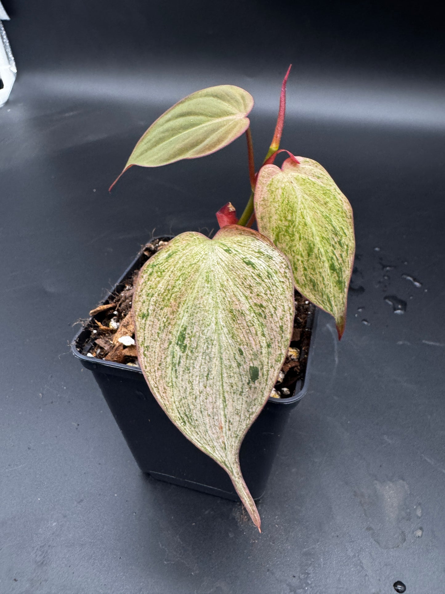 Philodendron micans pink marble variegata
