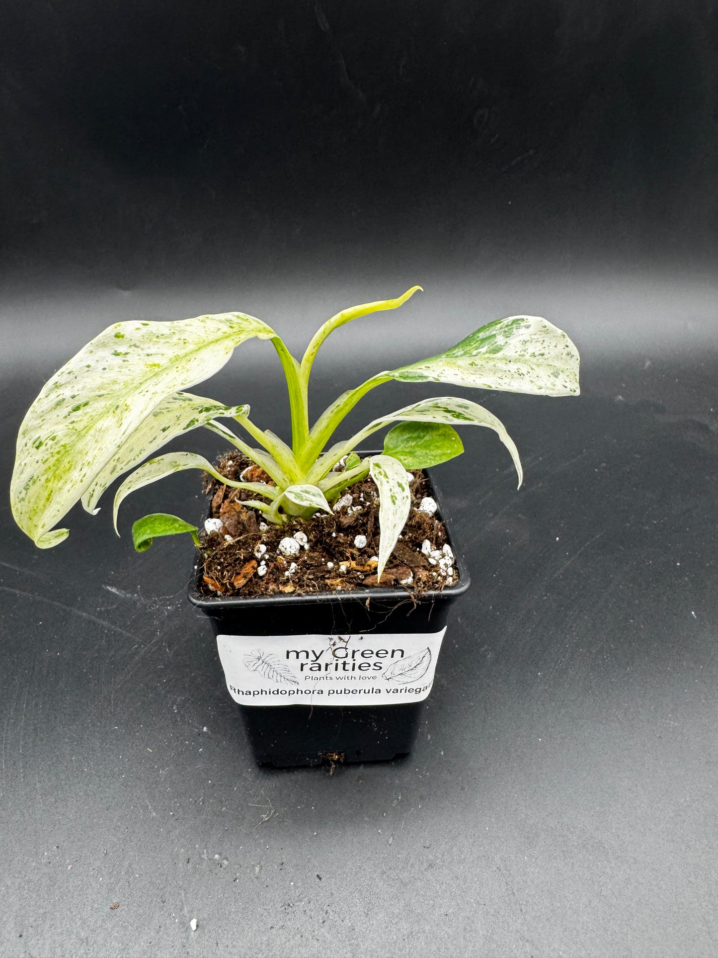 Rhaphidophora Puberula variegata