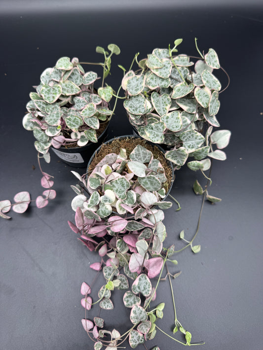 Ceropegia Woodii variegata
