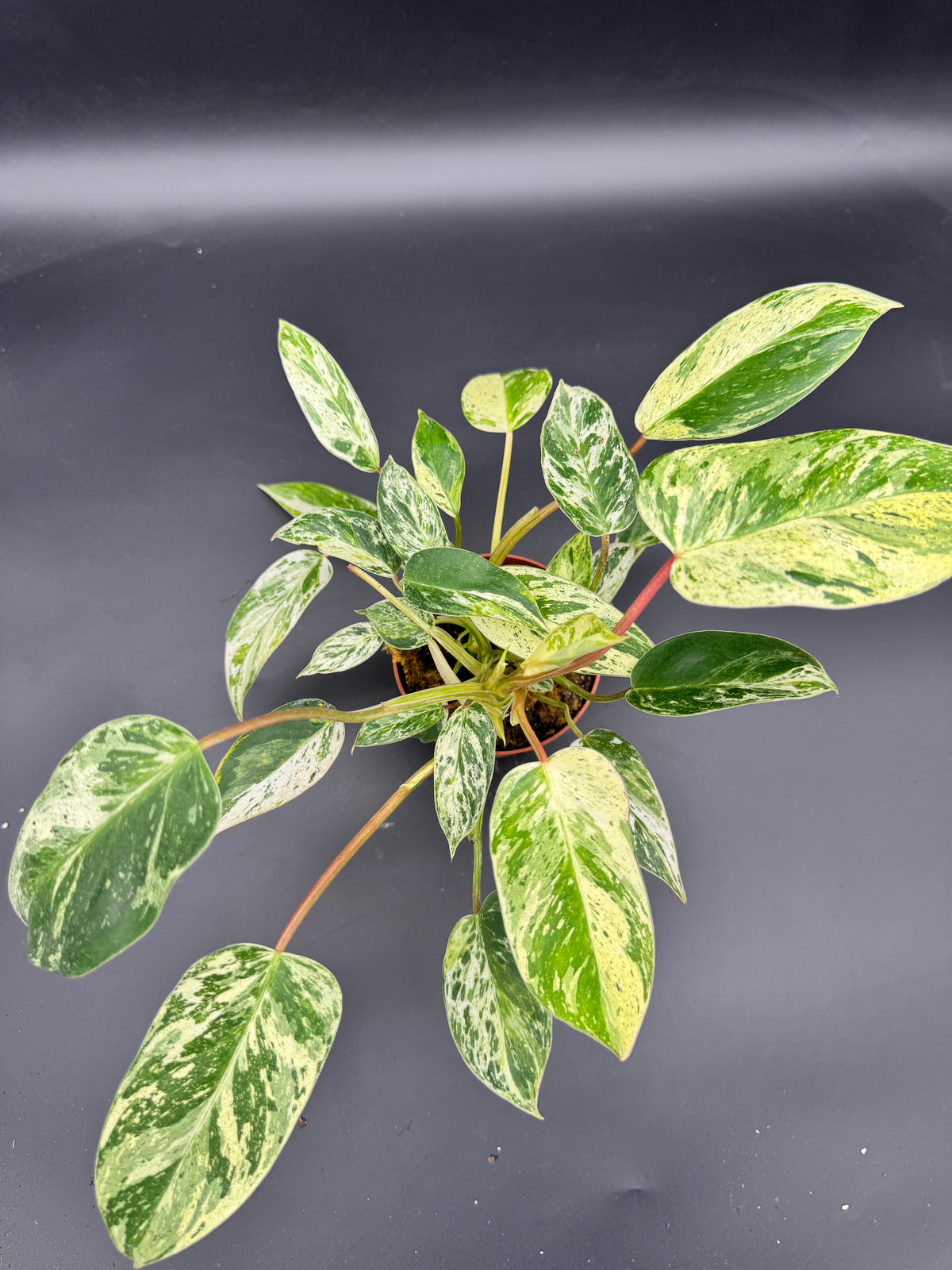 Philodendron emerald Queen