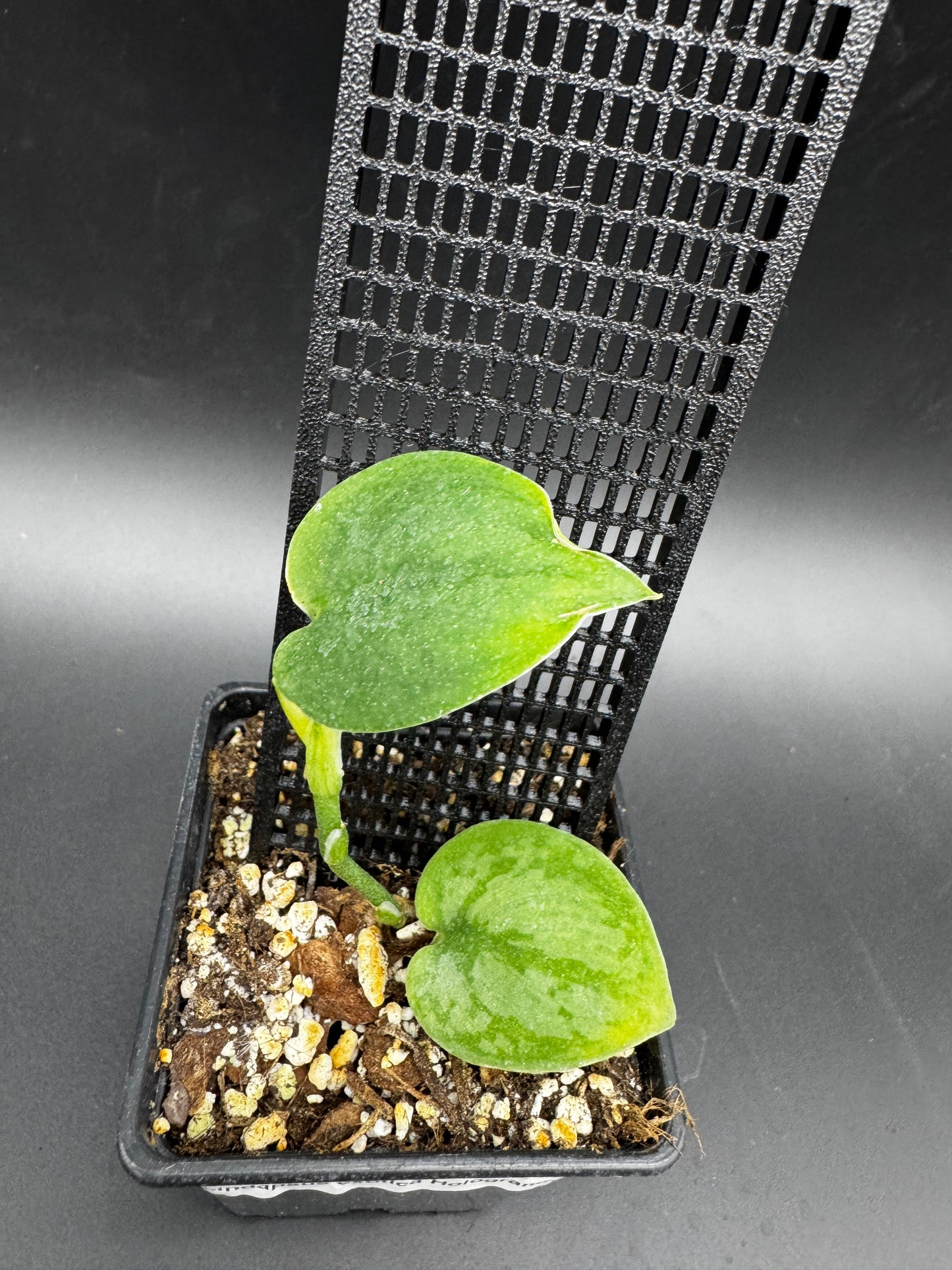 Scindapsus Exotica Hologram