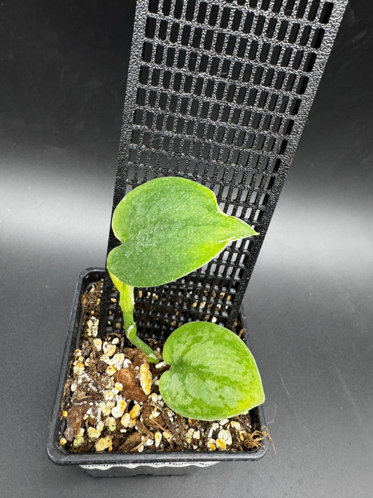 Scindapsus Exotica Hologram