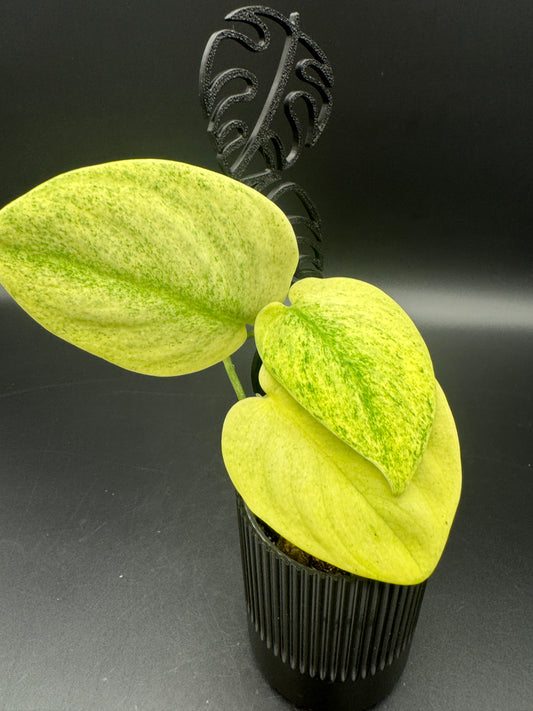 Scindapsus jade Satin golden mint variegata