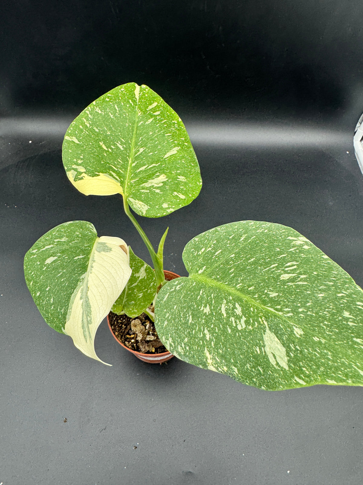 Monstera Thai constellation
