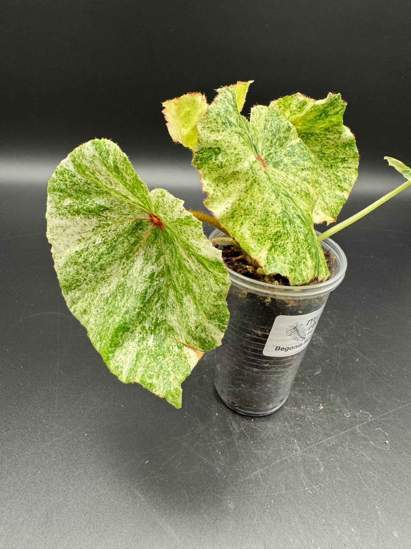 Begonia Rouge variegata