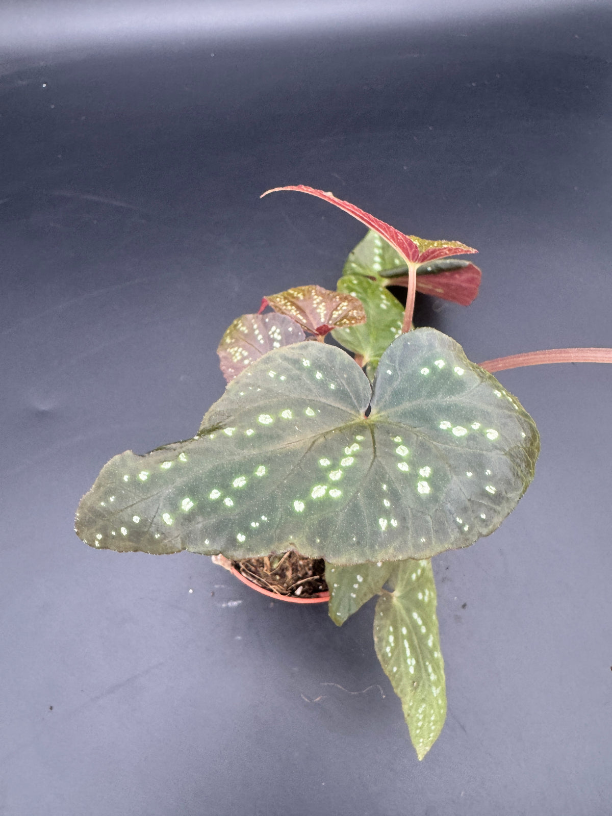 Begonia Pandora