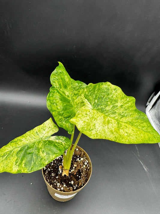 Alocasia macrorrhizos 'Splash'