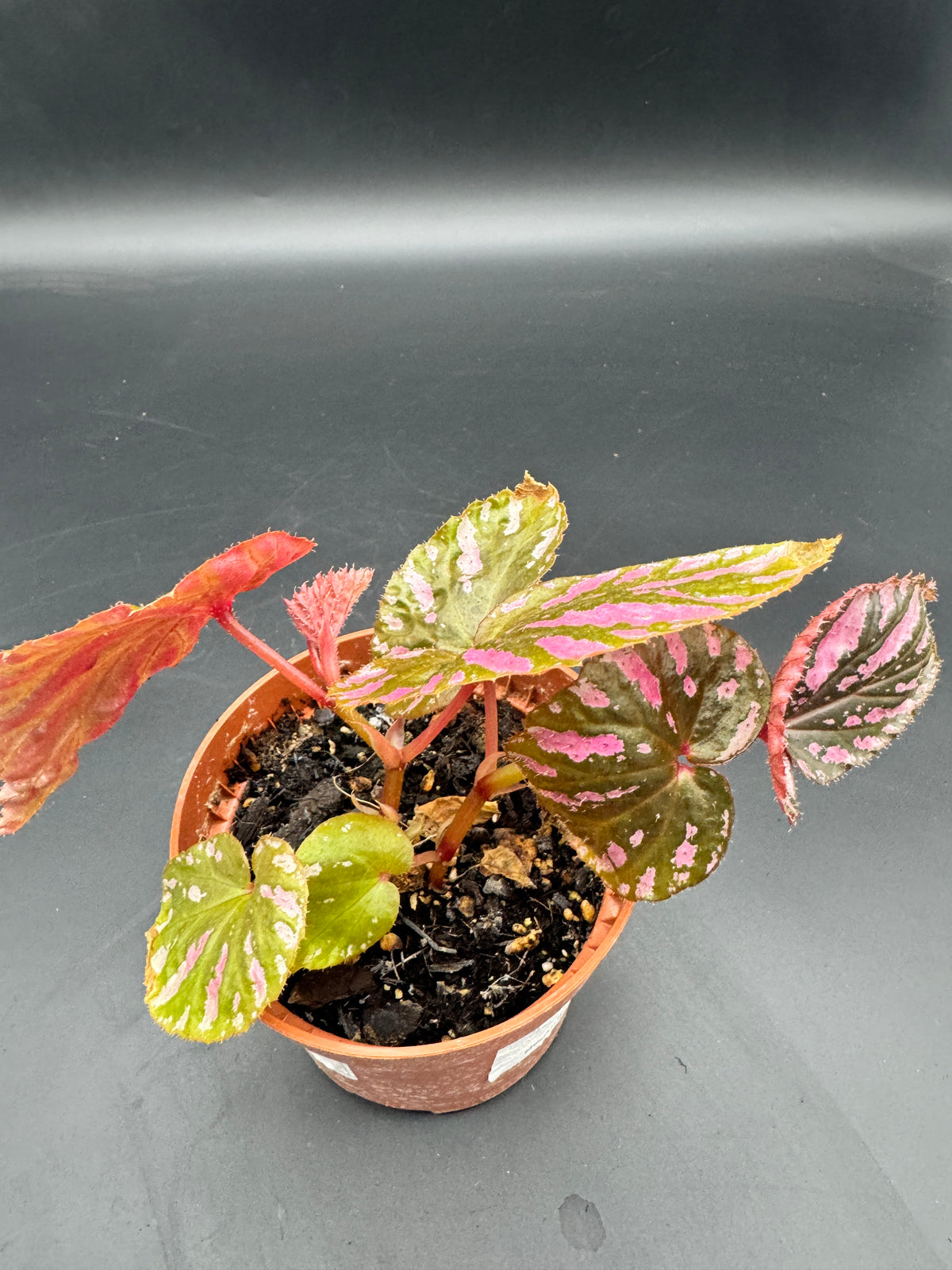 Begonia Brevirimosa