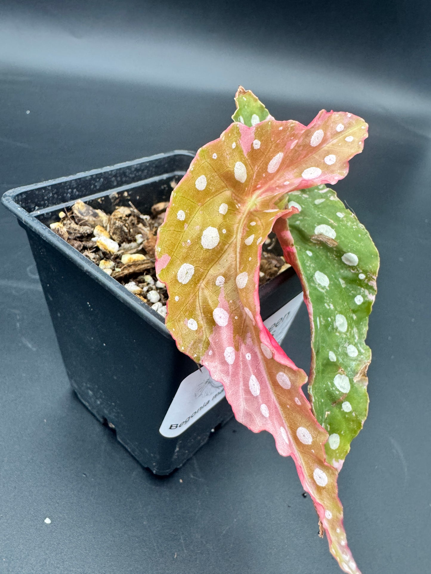 Begonia maculata pink variegata