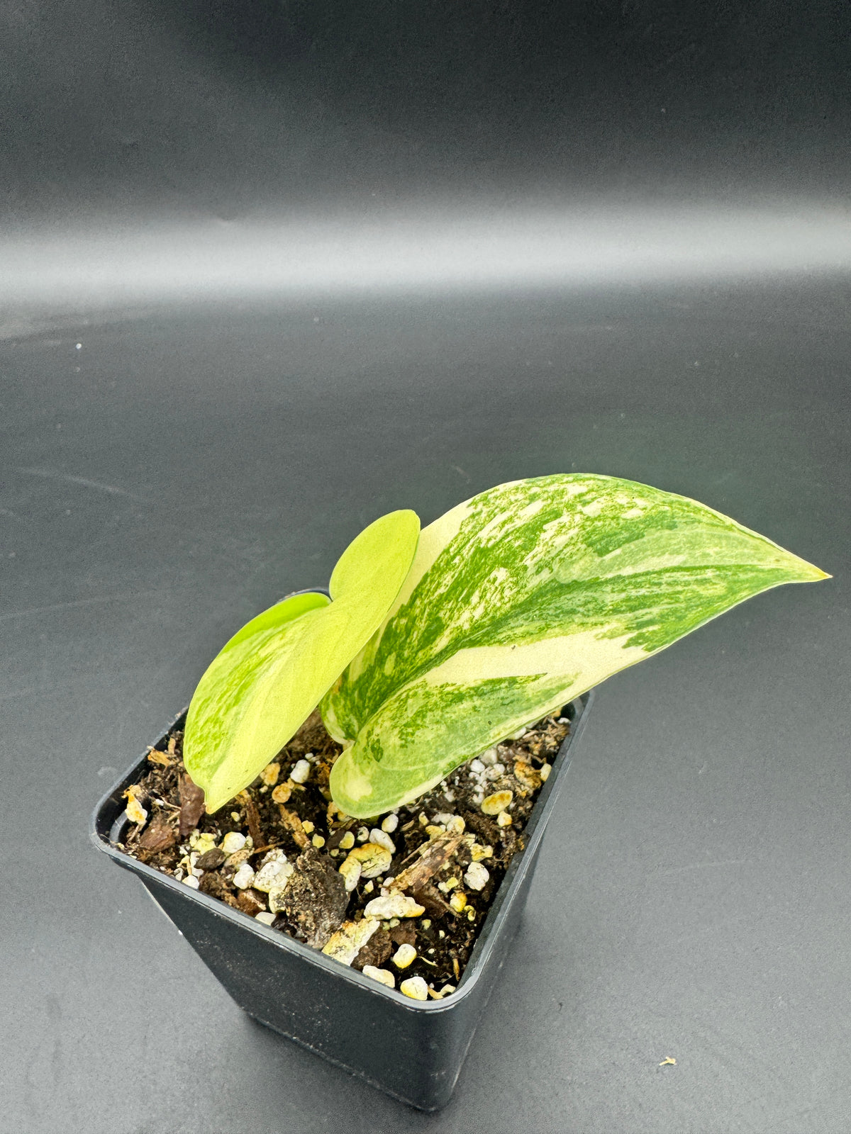 Scindapsus Jade Satin Aurea variegata