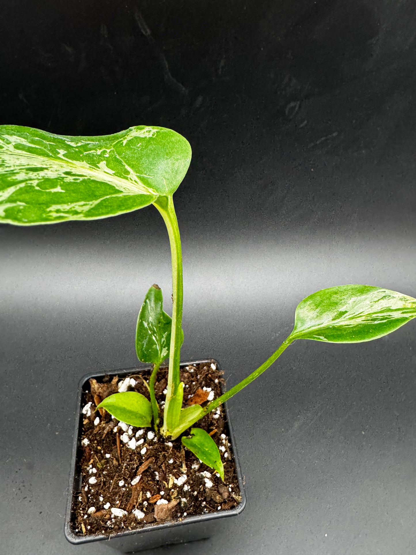 Monstera Bulbasur