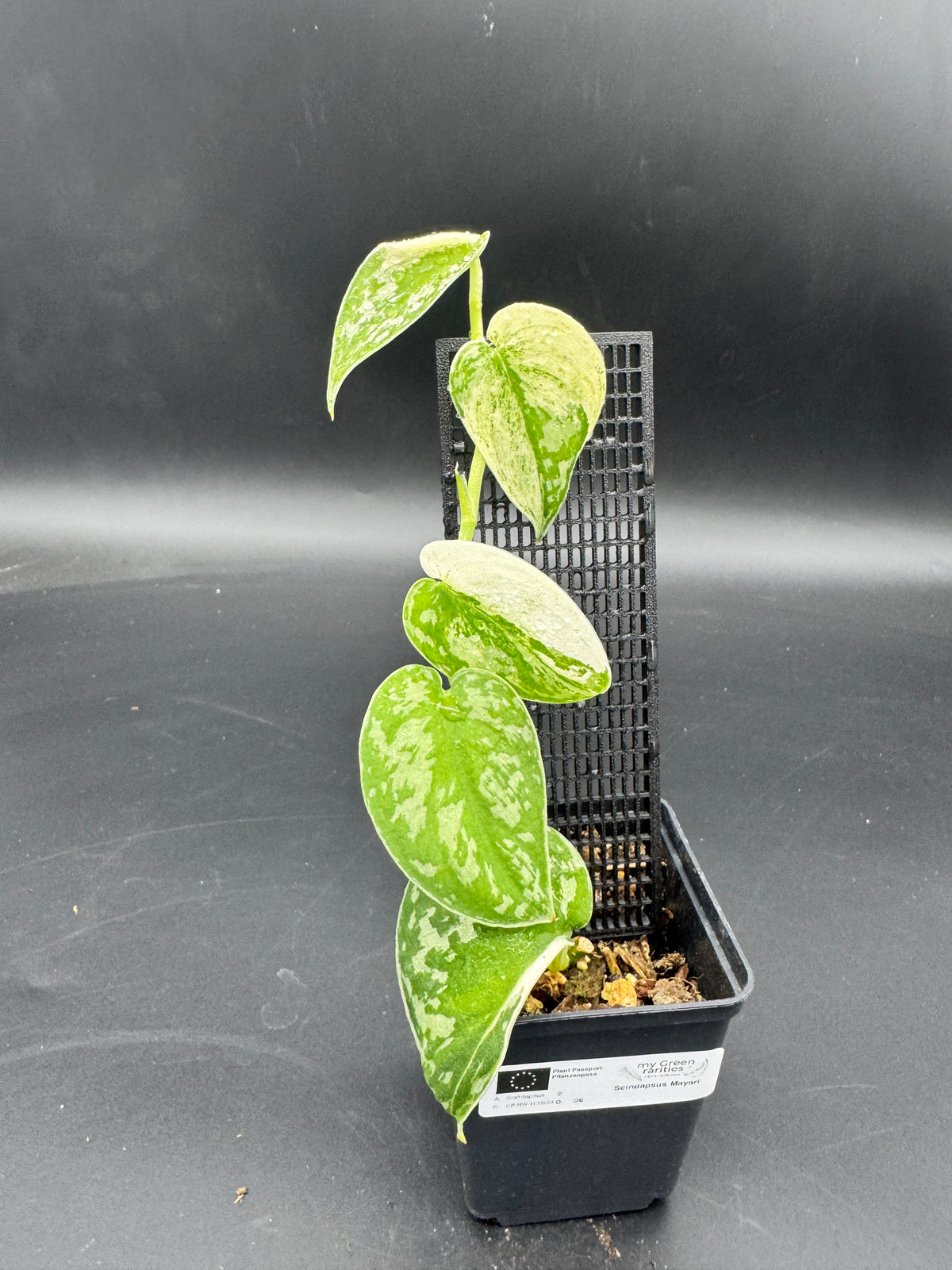Scindapsus Mayari