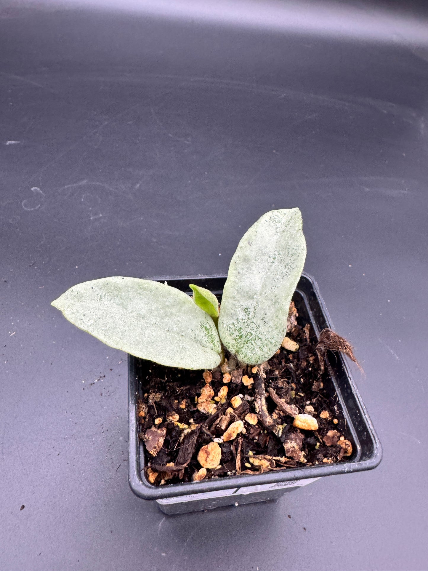 Hoya carnosa Nova Ghost