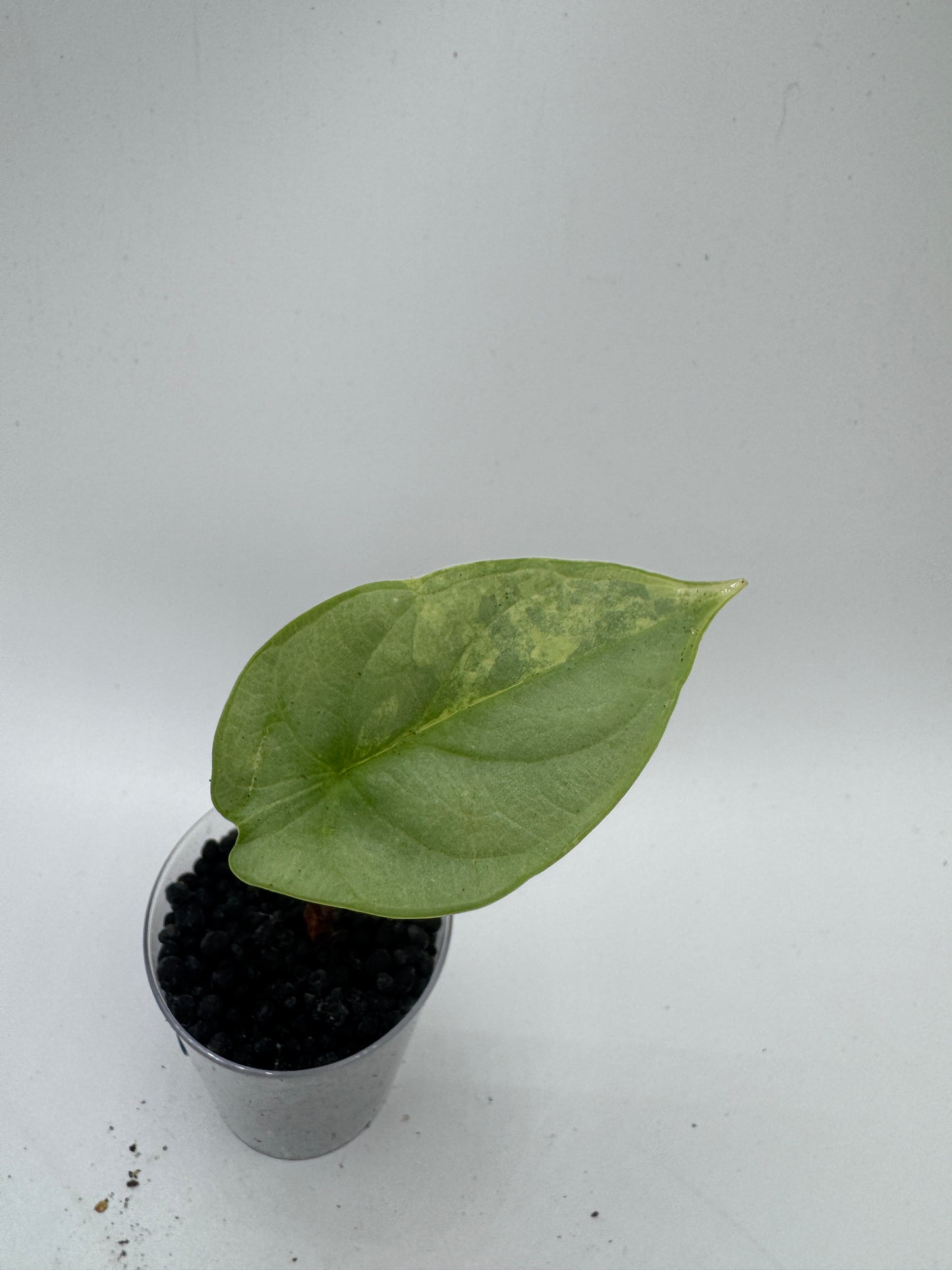 Alocasia Silver Dragon variegata