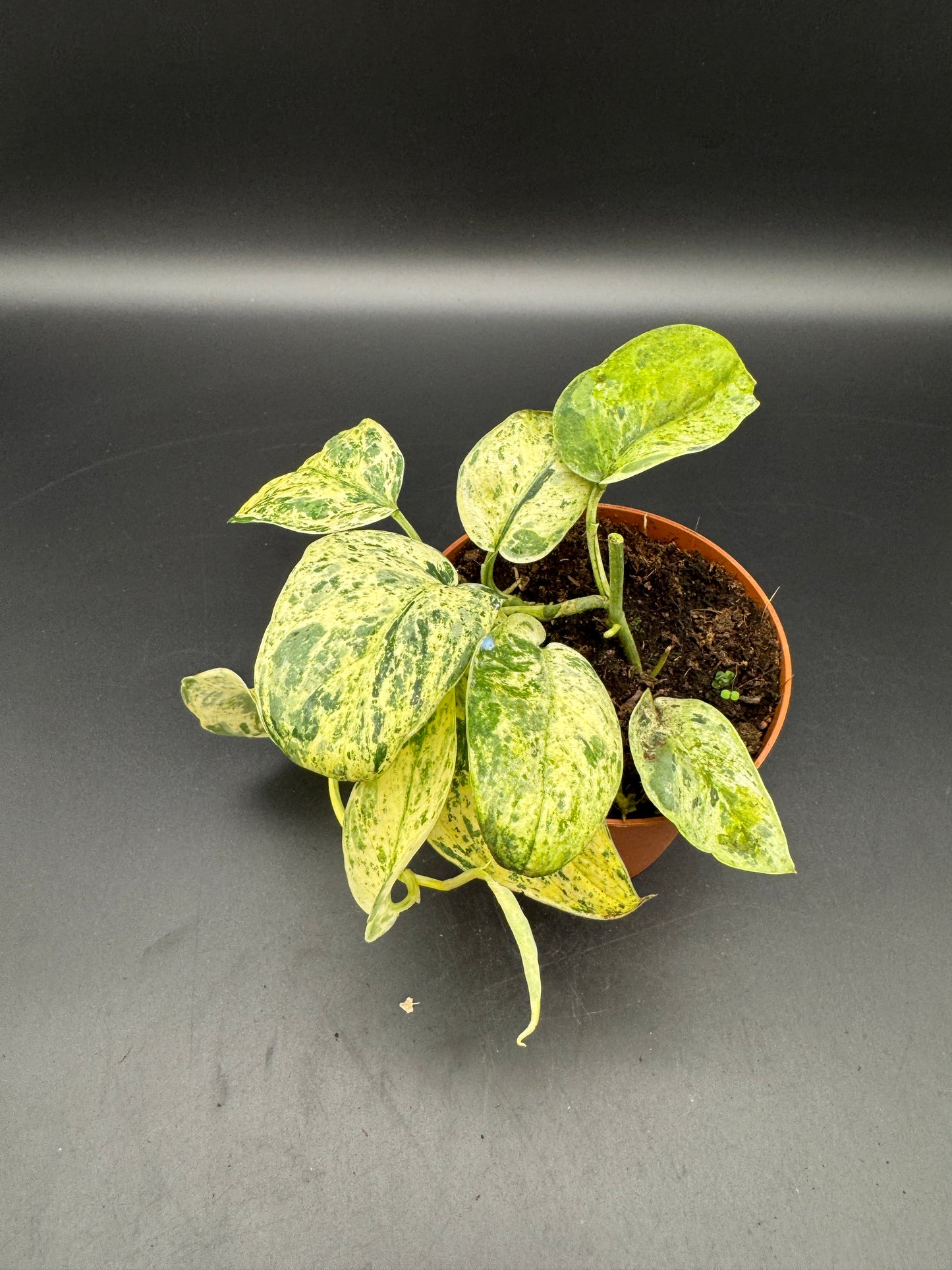 Scindapsus jade Satin Creme brulee
