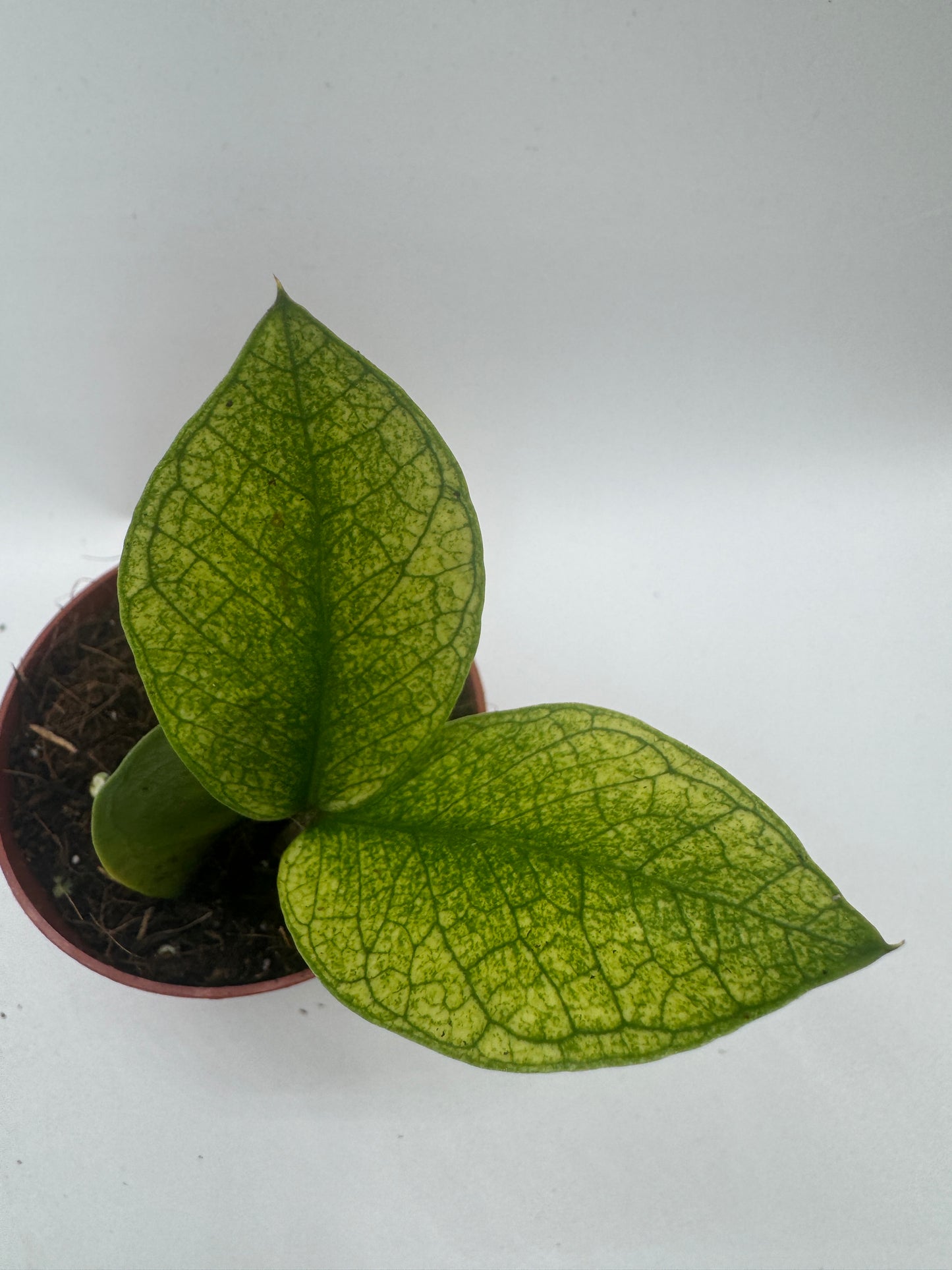 Zamioculcas chameleon