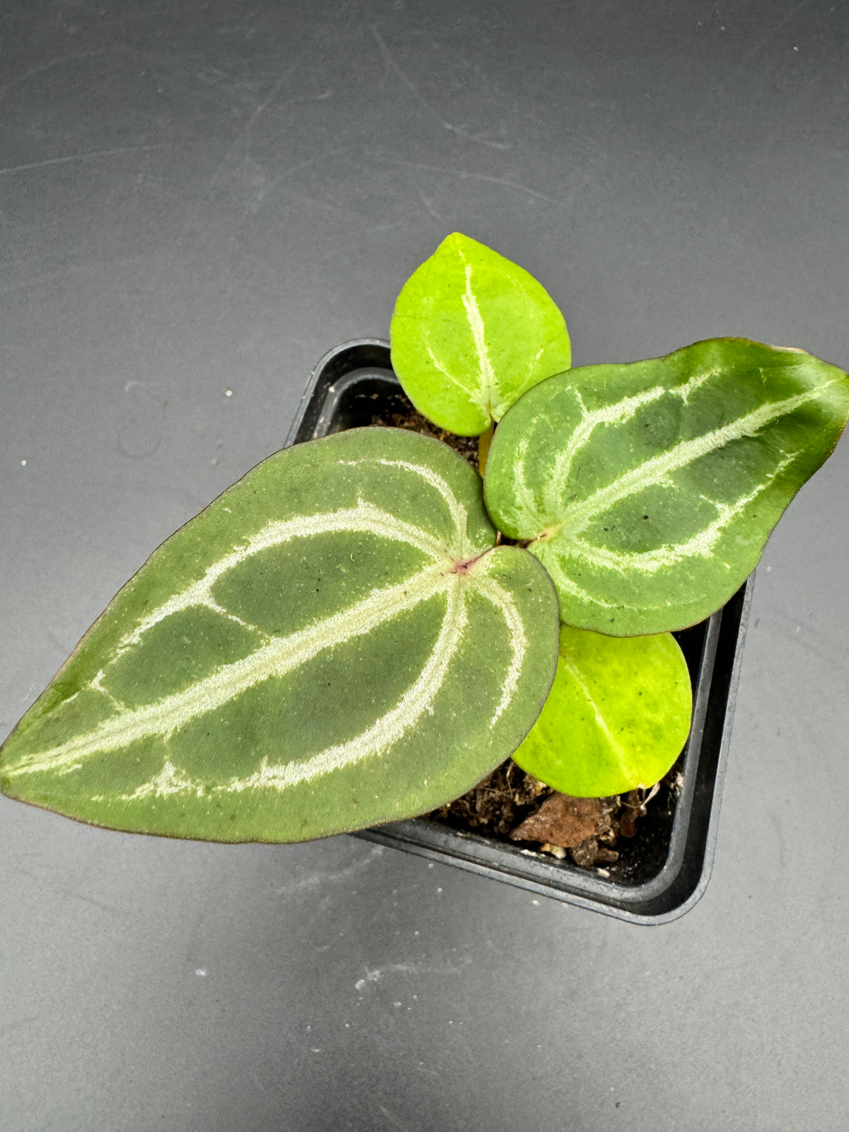 Anthurium Michelle x Michelle