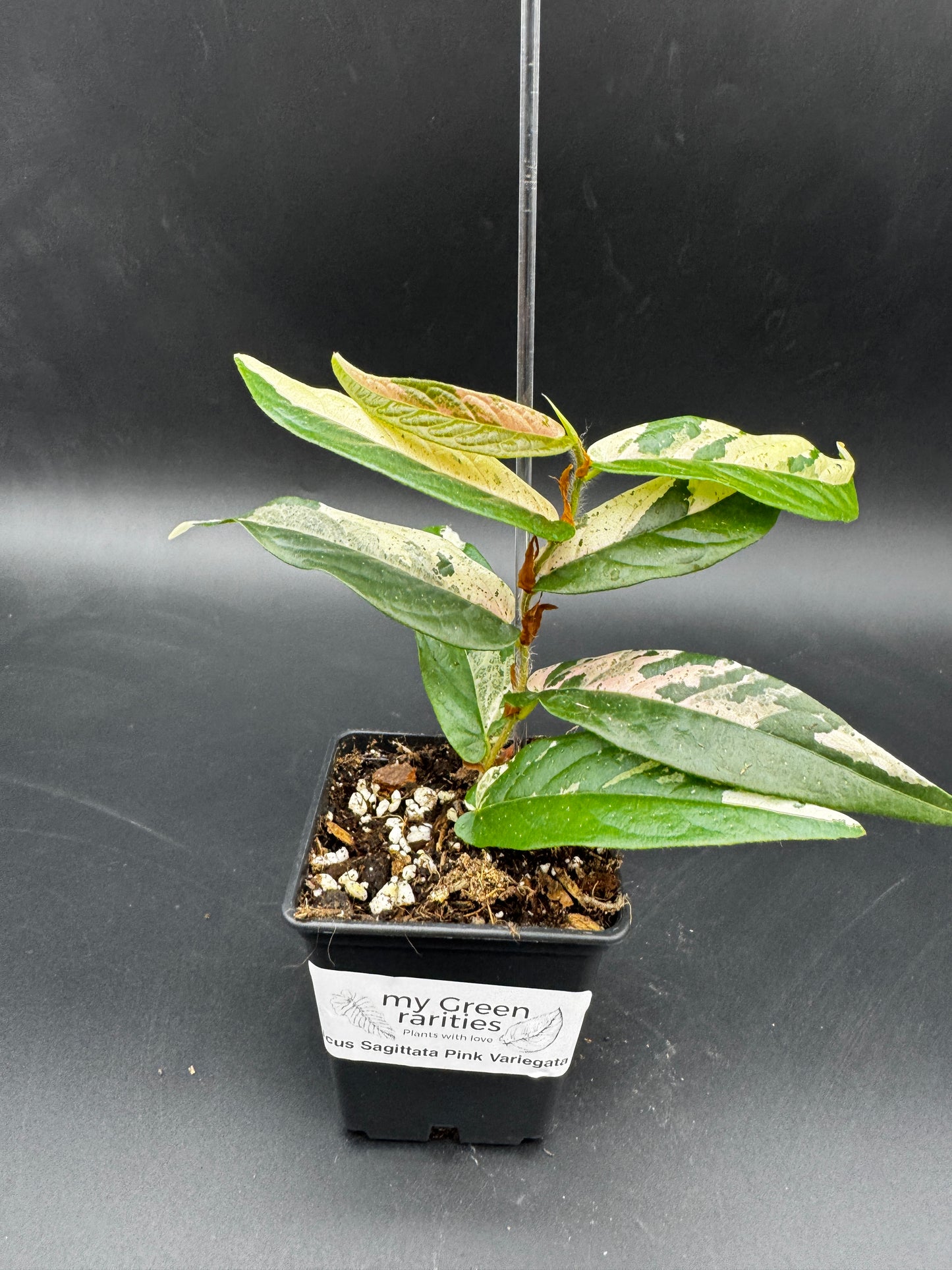 Ficus Sagittata Pink Variegata