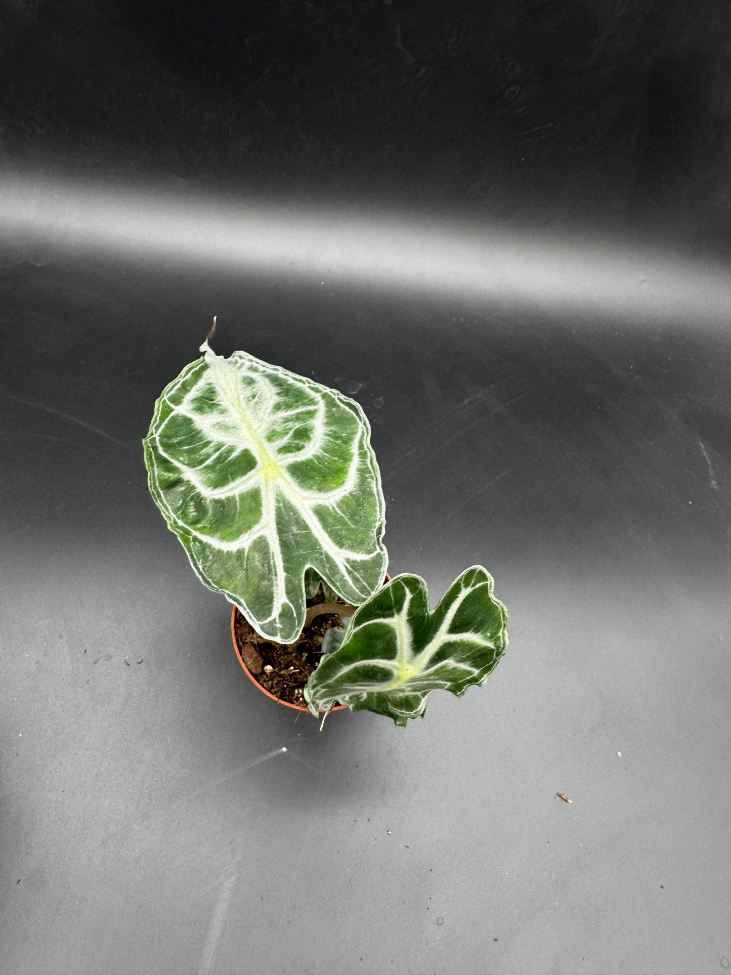 Alocasia Venom