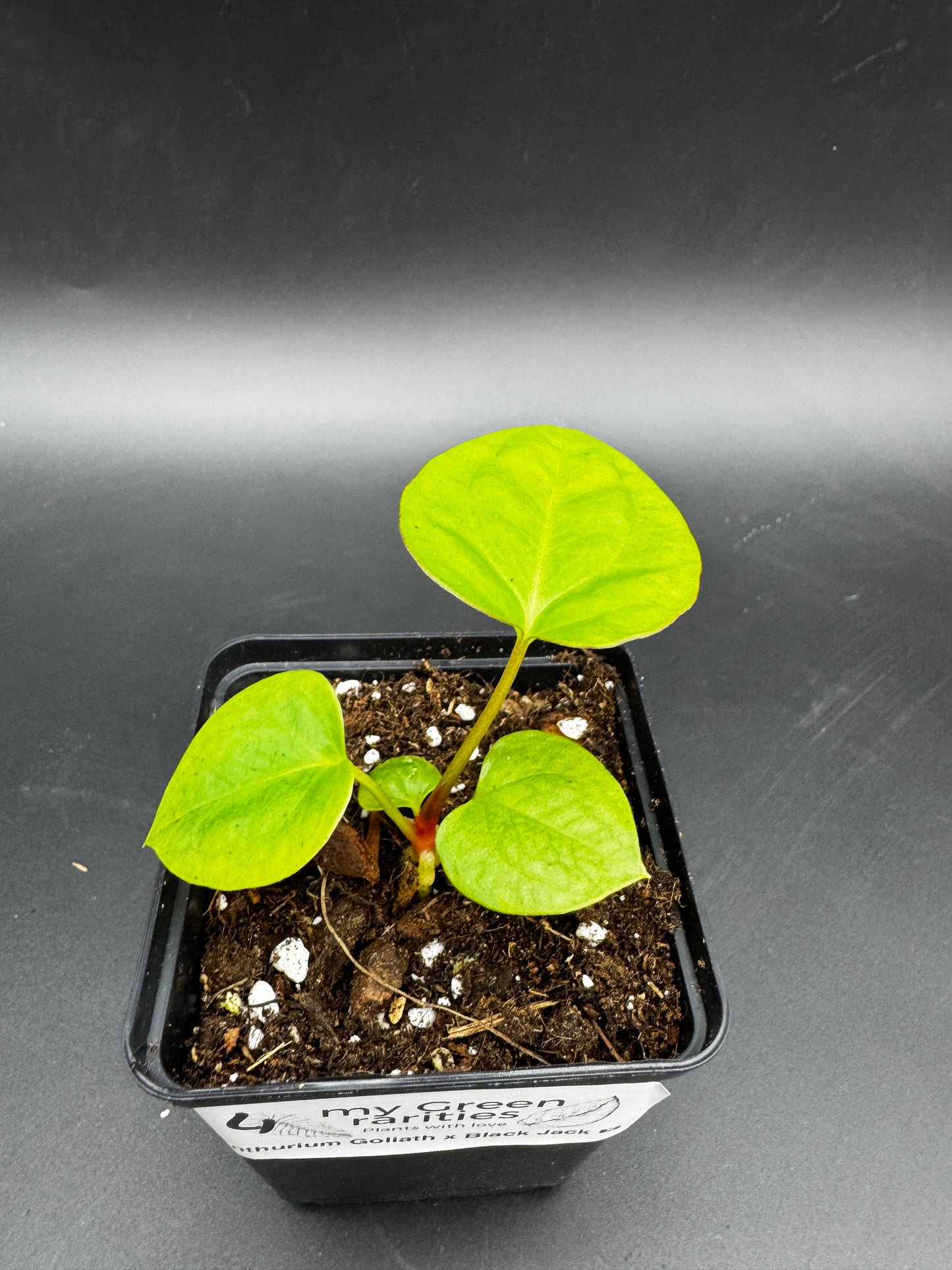 Anthurium Goliath x Black Jack