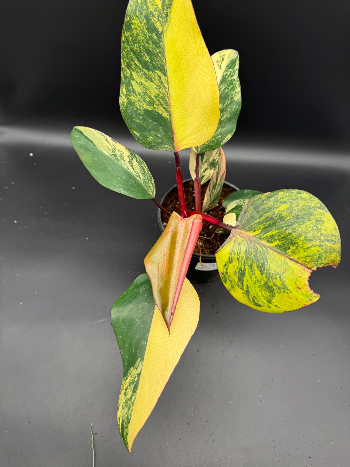 Philodendron strawberry Shake