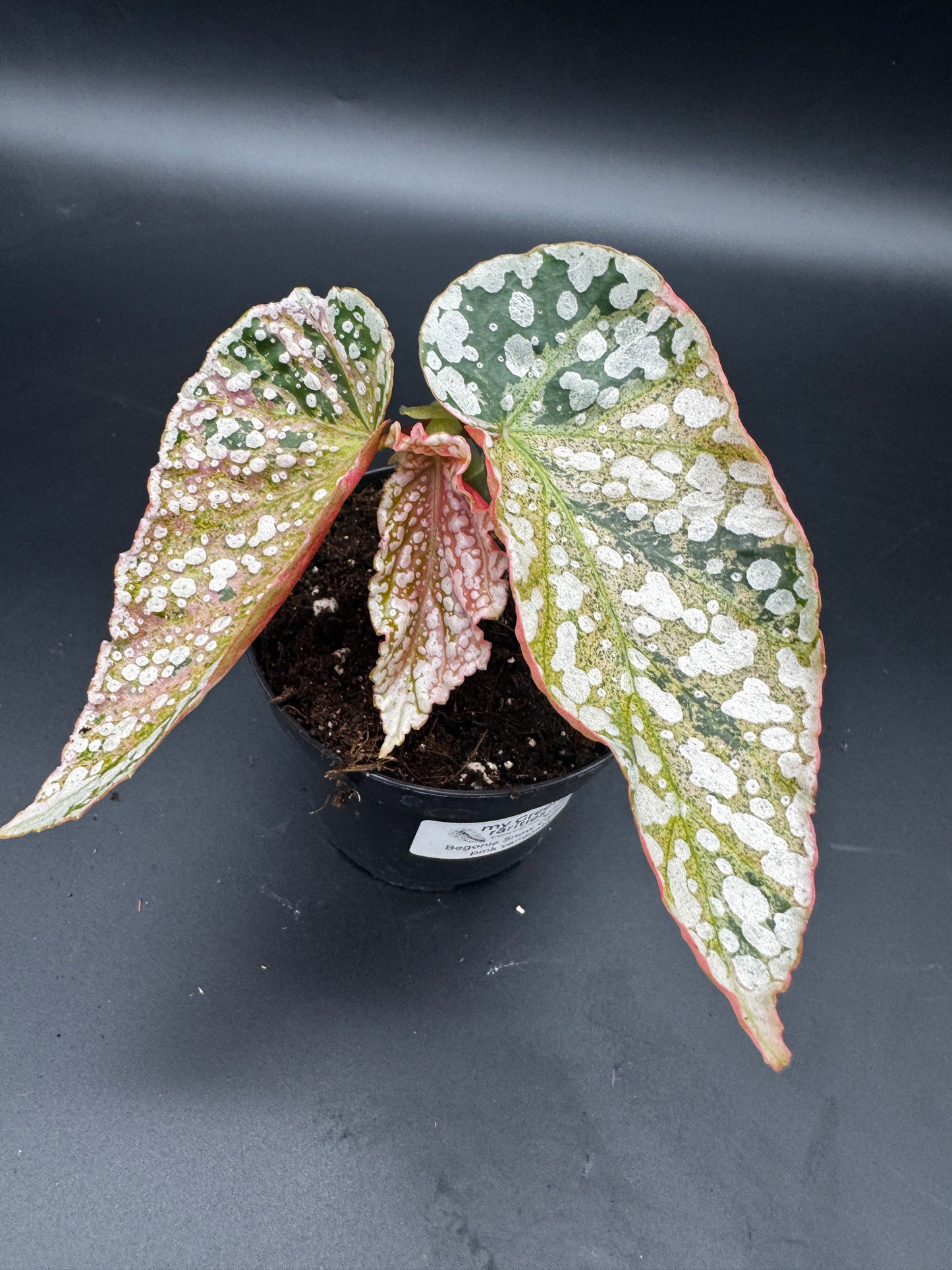 Begonia Snow capped pink variegata