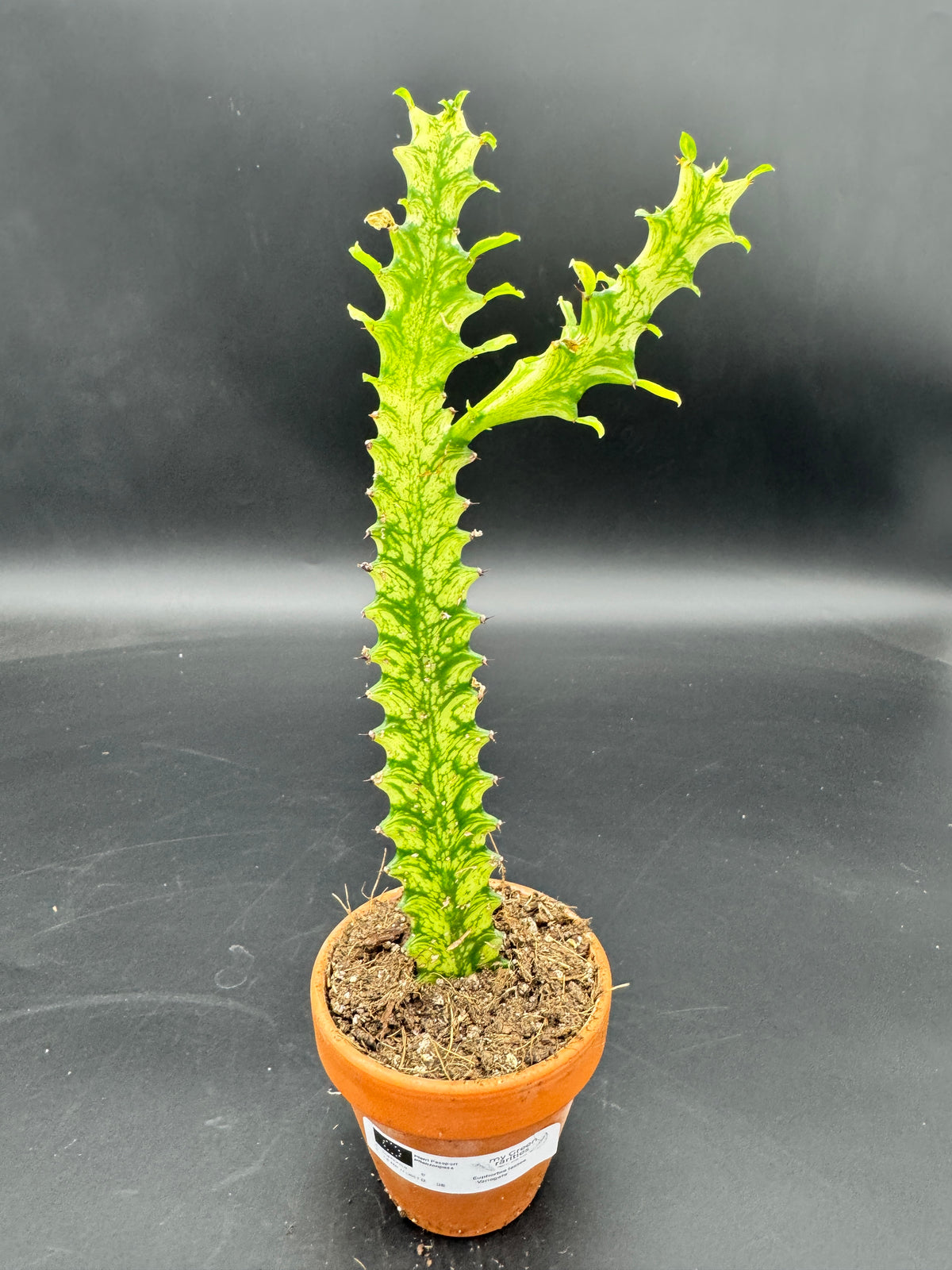 Euphorbia lactea 'Variegata'