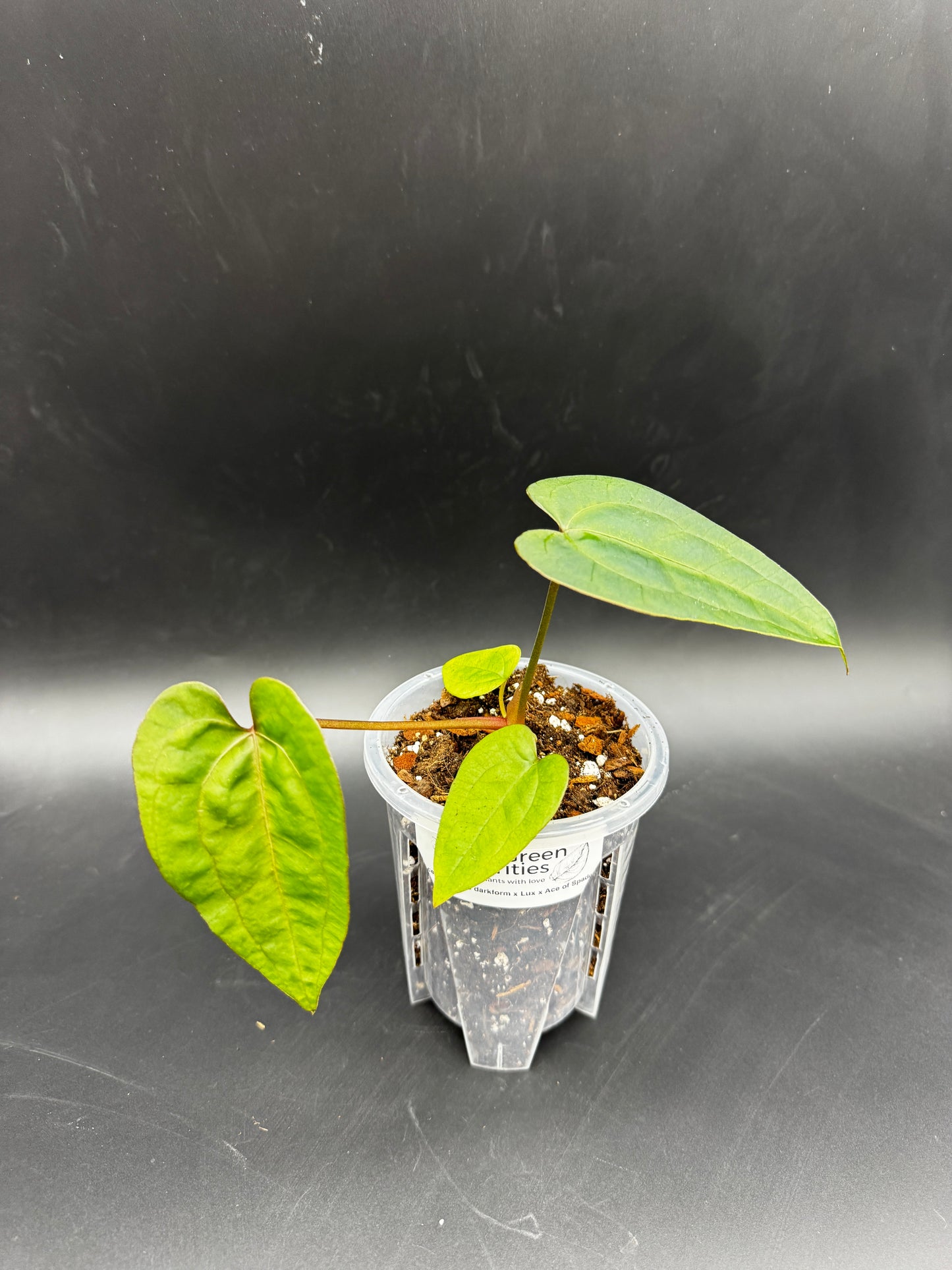 Anthurium Ace of Spades darkform x Luxurians X Ace of Spades