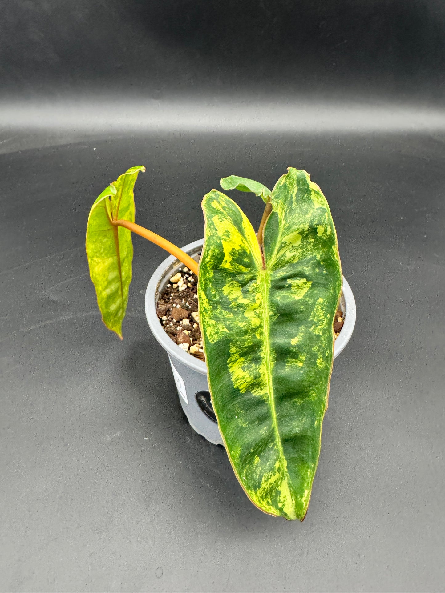 Philodendron Billietiae Variegata kein tc!!!