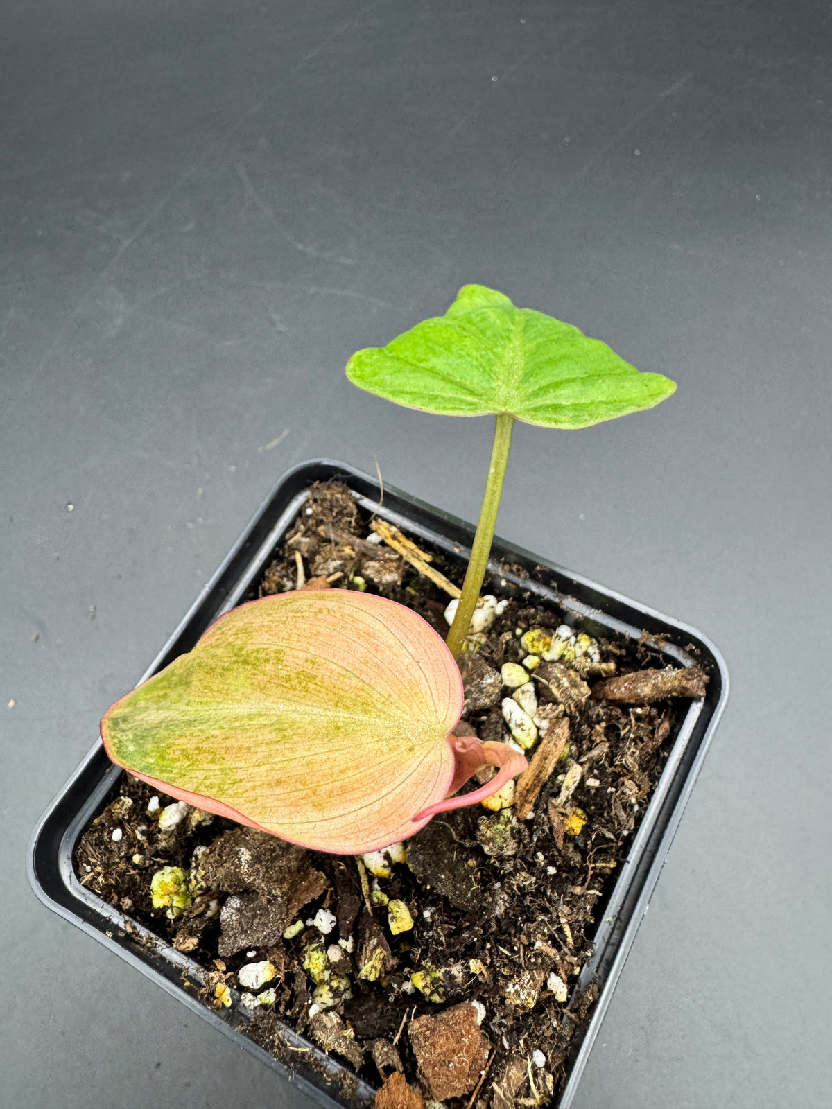 Philodendron micans pink marble variegata
