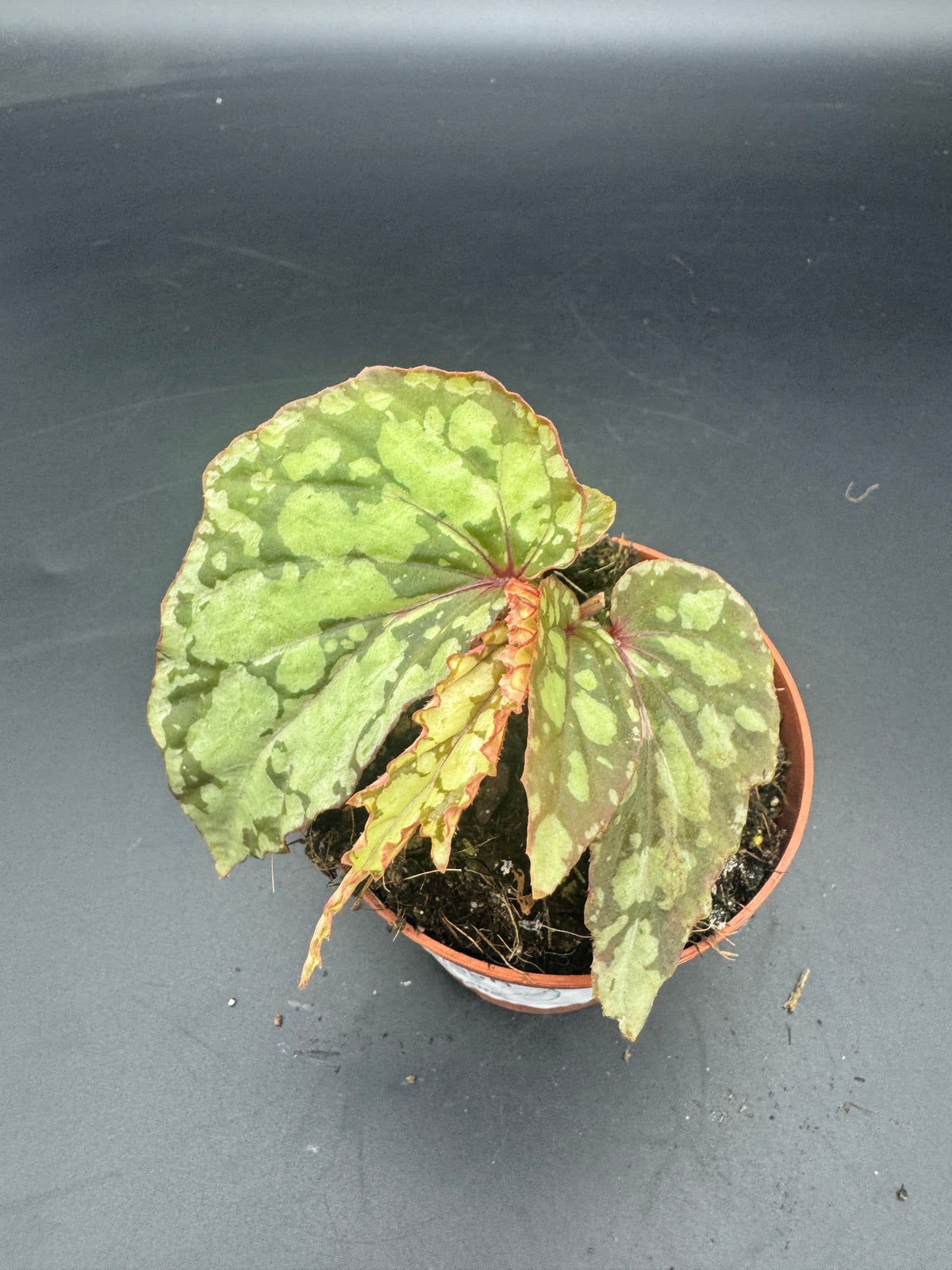 Begonia Lucifer