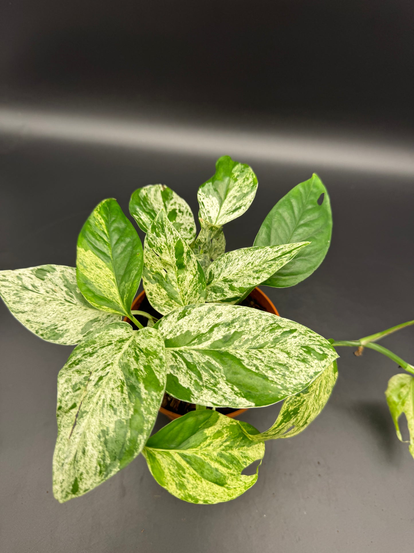 Epipremnum pinnatum Marble variegata
