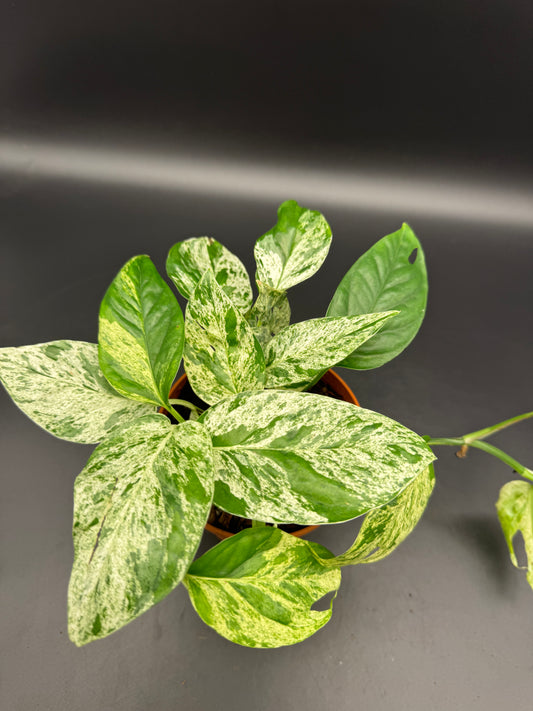 Epipremnum pinnatum Marble variegata