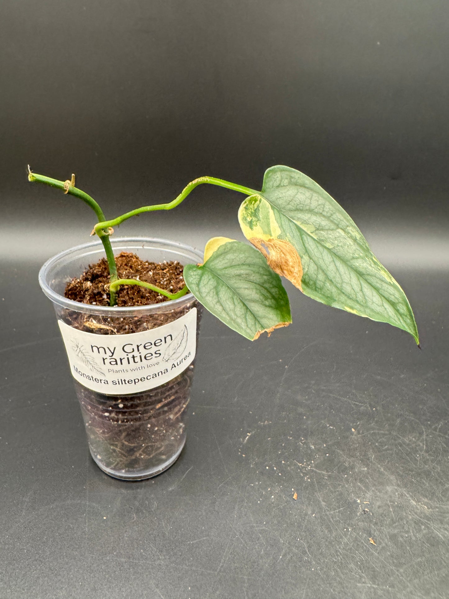 Monstera Siltepecana Aurea Basis