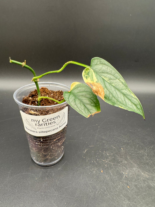 Monstera Siltepecana Aurea Basis