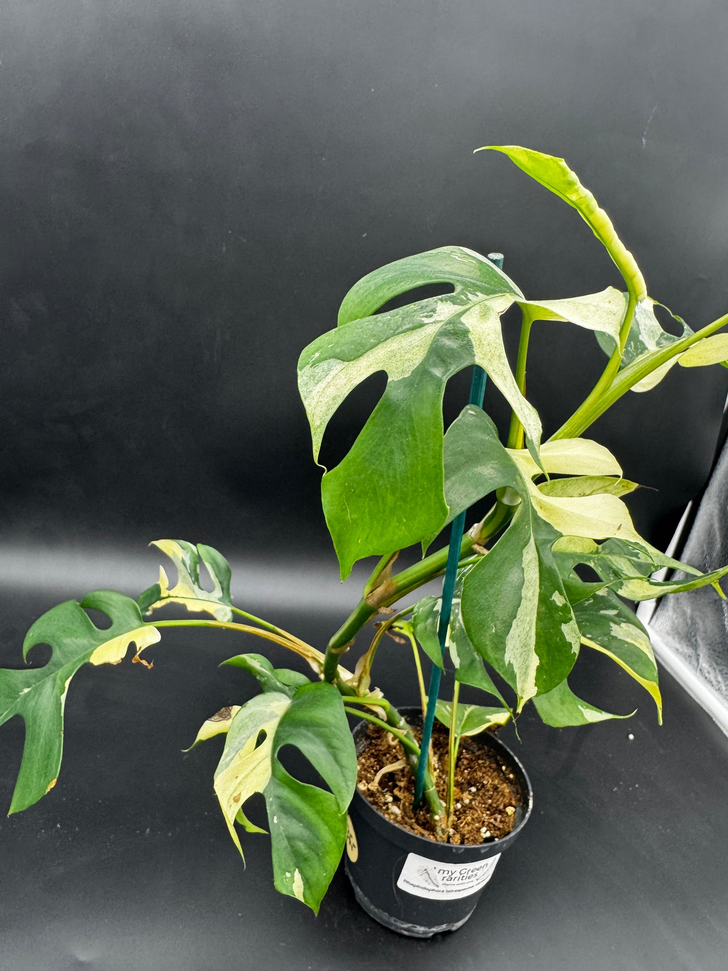 Rhaphidophora tetrasperma variegata
