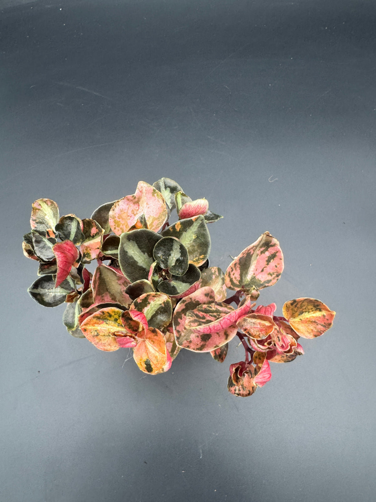Peperomia Creme brulee