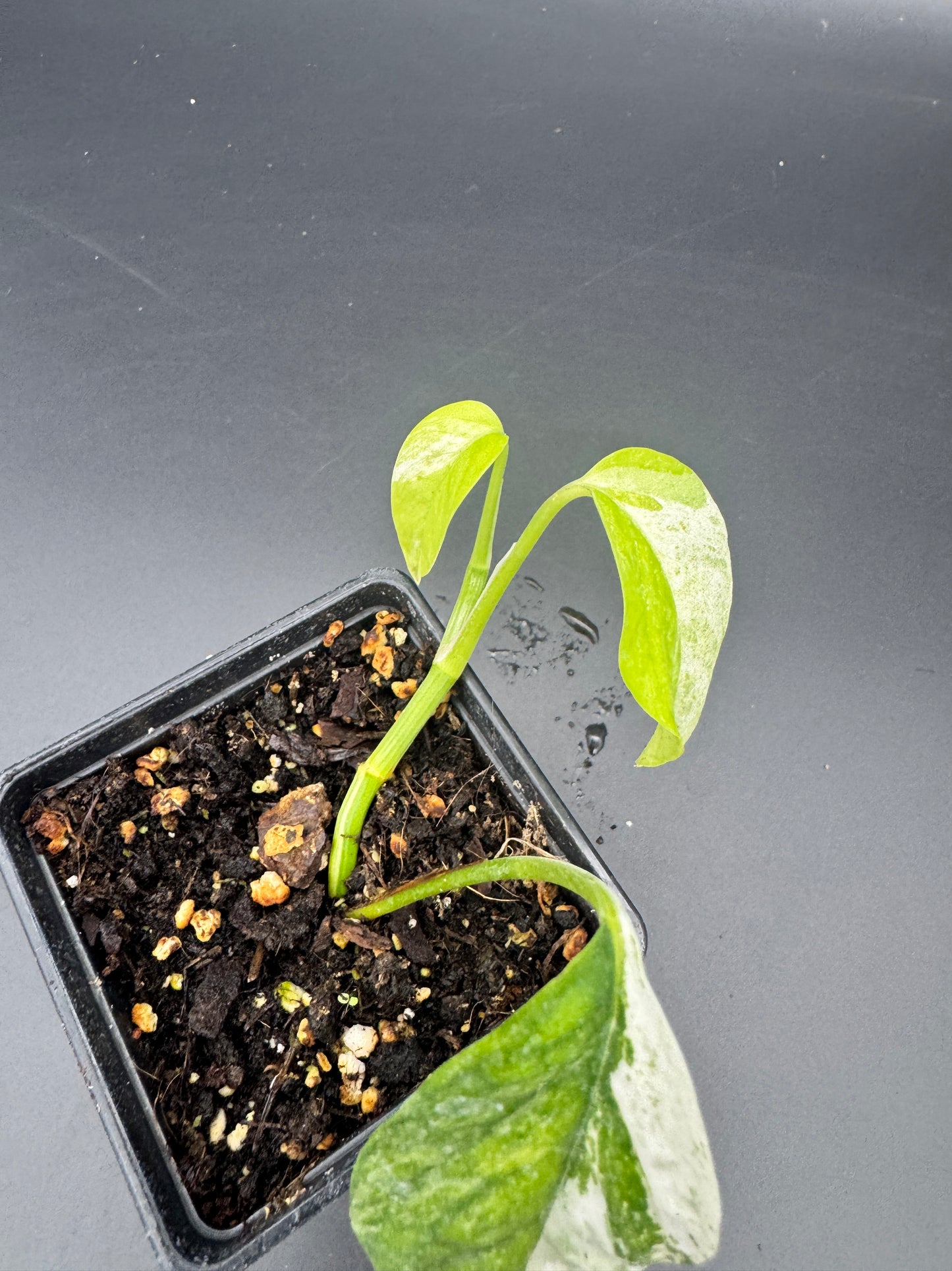 Epipremnum hanoman sp Bali