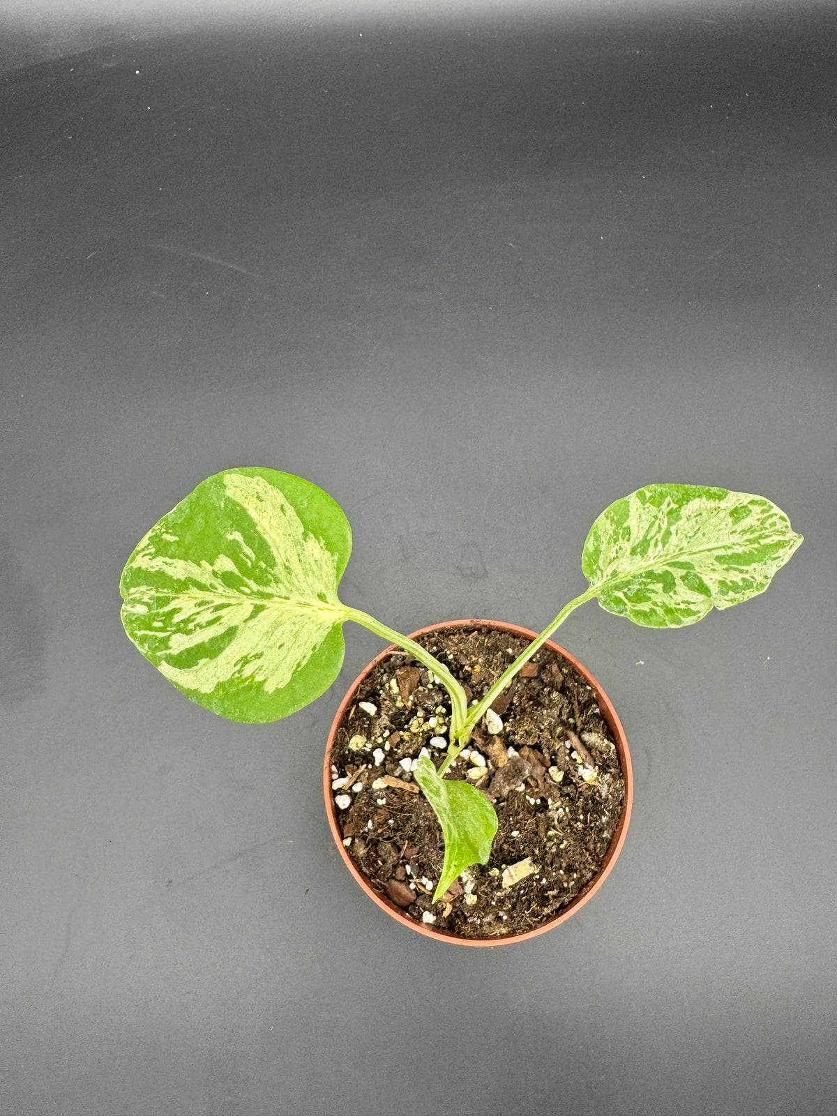 Monstera Bulbasaur